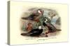 Garlepp'S, Jame's and Turner's Torrent Ducks-Henrick Gronvold-Stretched Canvas