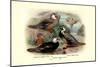 Garlepp'S, Jame's and Turner's Torrent Ducks-Henrick Gronvold-Mounted Premium Giclee Print