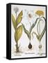 Garlic, 1613-Besler Basilius-Framed Stretched Canvas