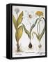 Garlic, 1613-Besler Basilius-Framed Stretched Canvas