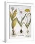 Garlic, 1613-Besler Basilius-Framed Giclee Print