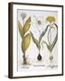 Garlic, 1613-Besler Basilius-Framed Giclee Print