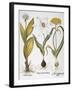 Garlic, 1613-Besler Basilius-Framed Giclee Print