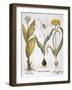 Garlic, 1613-Besler Basilius-Framed Giclee Print