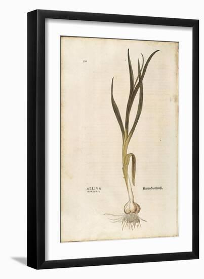 Garlic - Allium Sativum (Allium Hortense) by Leonhart Fuchs from De Historia Stirpium Commentarii I-null-Framed Giclee Print