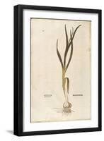 Garlic - Allium Sativum (Allium Hortense) by Leonhart Fuchs from De Historia Stirpium Commentarii I-null-Framed Giclee Print