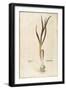 Garlic - Allium Sativum (Allium Hortense) by Leonhart Fuchs from De Historia Stirpium Commentarii I-null-Framed Giclee Print