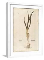 Garlic - Allium Sativum (Allium Hortense) by Leonhart Fuchs from De Historia Stirpium Commentarii I-null-Framed Giclee Print