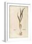 Garlic - Allium Sativum (Allium Hortense) by Leonhart Fuchs from De Historia Stirpium Commentarii I-null-Framed Giclee Print