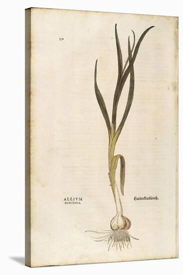 Garlic - Allium Sativum (Allium Hortense) by Leonhart Fuchs from De Historia Stirpium Commentarii I-null-Stretched Canvas