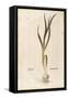 Garlic - Allium Sativum (Allium Hortense) by Leonhart Fuchs from De Historia Stirpium Commentarii I-null-Framed Stretched Canvas