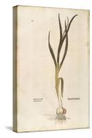 Garlic - Allium Sativum (Allium Hortense) by Leonhart Fuchs from De Historia Stirpium Commentarii I-null-Stretched Canvas