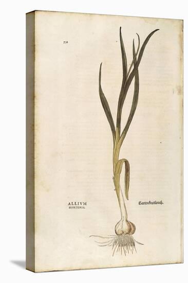 Garlic - Allium Sativum (Allium Hortense) by Leonhart Fuchs from De Historia Stirpium Commentarii I-null-Stretched Canvas