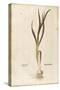 Garlic - Allium Sativum (Allium Hortense) by Leonhart Fuchs from De Historia Stirpium Commentarii I-null-Stretched Canvas