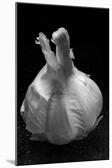 Garlic Bulb BW-Steve Gadomski-Mounted Photographic Print