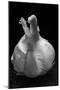 Garlic Bulb BW-Steve Gadomski-Mounted Photographic Print