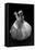 Garlic Bulb BW-Steve Gadomski-Framed Stretched Canvas