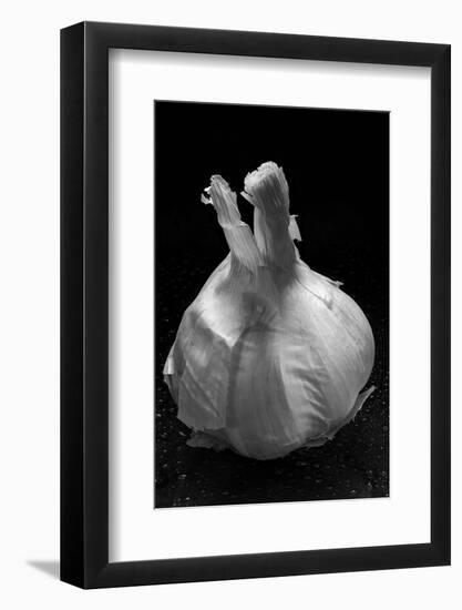 Garlic Bulb BW-Steve Gadomski-Framed Photographic Print