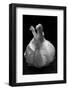 Garlic Bulb BW-Steve Gadomski-Framed Photographic Print