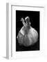 Garlic Bulb BW-Steve Gadomski-Framed Photographic Print