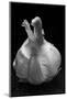 Garlic Bulb BW-Steve Gadomski-Mounted Photographic Print