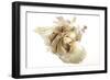 Garlic Bulb-null-Framed Photographic Print