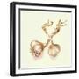 Garlic Bulbs, 2005-Alison Cooper-Framed Giclee Print