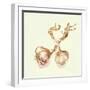 Garlic Bulbs, 2005-Alison Cooper-Framed Giclee Print