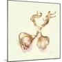 Garlic Bulbs, 2005-Alison Cooper-Mounted Giclee Print