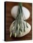 Garlic Chives-Jean Cazals-Stretched Canvas