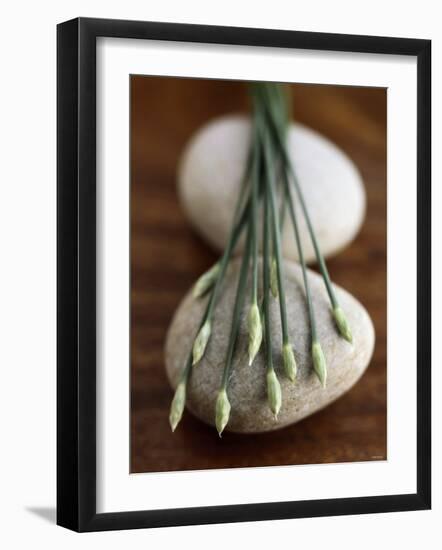 Garlic Chives-Jean Cazals-Framed Photographic Print