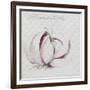 Garlic Cloves-Jennifer Abbott-Framed Giclee Print