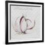 Garlic Cloves-Jennifer Abbott-Framed Giclee Print