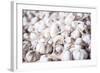 Garlic for Sale at Hsipaw (Thibaw) Market, Shan State, Myanmar (Burma), Asia-Matthew Williams-Ellis-Framed Photographic Print