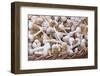 Garlic for Sale-Fraser Hall-Framed Photographic Print