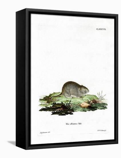 Garlic Mouse-null-Framed Stretched Canvas