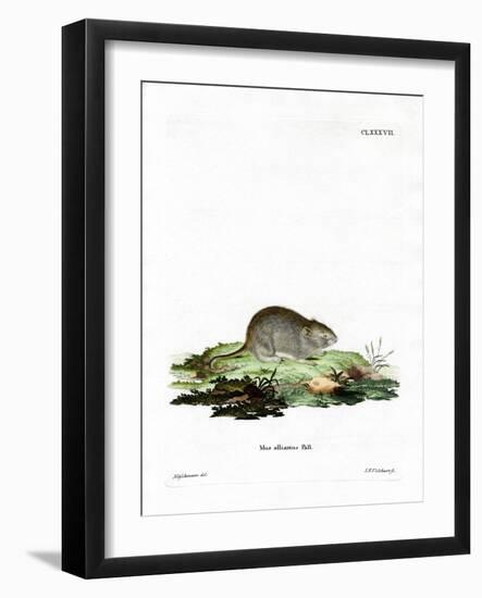 Garlic Mouse-null-Framed Giclee Print