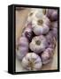 Garlic, Moustiers-Sainte-Marie, Provence, France-Sergio Pitamitz-Framed Stretched Canvas