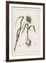 Garlic Showing the Purple Flower and the Bulb-null-Framed Photographic Print