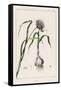 Garlic Showing the Purple Flower and the Bulb-null-Framed Stretched Canvas