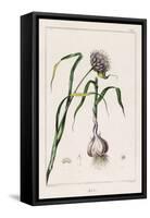 Garlic Showing the Purple Flower and the Bulb-null-Framed Stretched Canvas