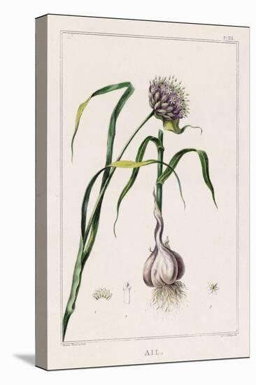 Garlic Showing the Purple Flower and the Bulb-null-Stretched Canvas