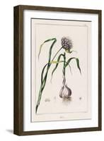 Garlic Showing the Purple Flower and the Bulb-null-Framed Photographic Print