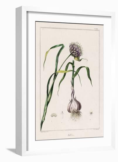 Garlic Showing the Purple Flower and the Bulb-null-Framed Photographic Print