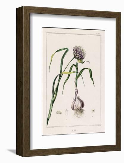 Garlic Showing the Purple Flower and the Bulb-null-Framed Photographic Print