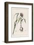 Garlic Showing the Purple Flower and the Bulb-null-Framed Photographic Print