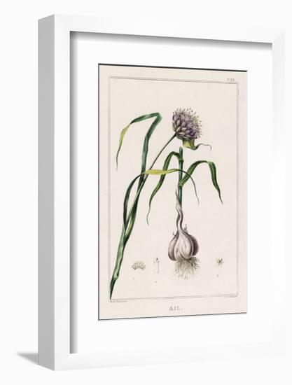 Garlic Showing the Purple Flower and the Bulb-null-Framed Photographic Print