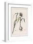 Garlic Showing the Purple Flower and the Bulb-null-Framed Photographic Print