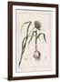 Garlic Showing the Purple Flower and the Bulb-null-Framed Photographic Print