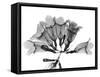 Garlic Vine-Albert Koetsier-Framed Stretched Canvas